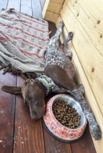 Курцхаар после кормежки