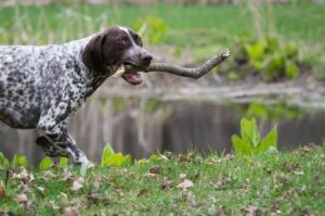 Курцхаар с палкой в зубах