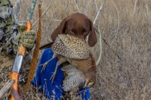 Немецкая короткошёрстная легавая с добычей