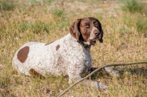 Фото немецкой короткошёрстной легавой