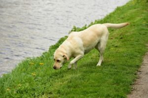 Лабрадор-ретривер на берегу реки