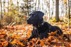Лабрадор-ретривер в осеннем лесу