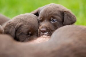 Щенята лабрадора-ретривера