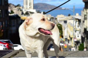 Лабрадор-ретривер в городе на прогулке