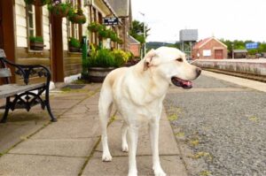 Лабрадор-ретривер: фото