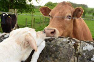 Лабрадор-ретривер: фото с быком