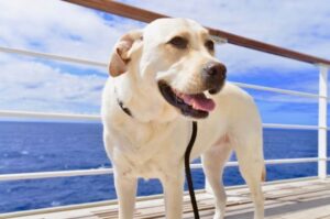 Лабрадор-ретривер на палубе