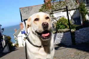 Фото лабрадора-ретривера