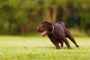 Лабрадор-ретривер бежит