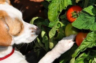 Можно ли собакам свежие помидоры?