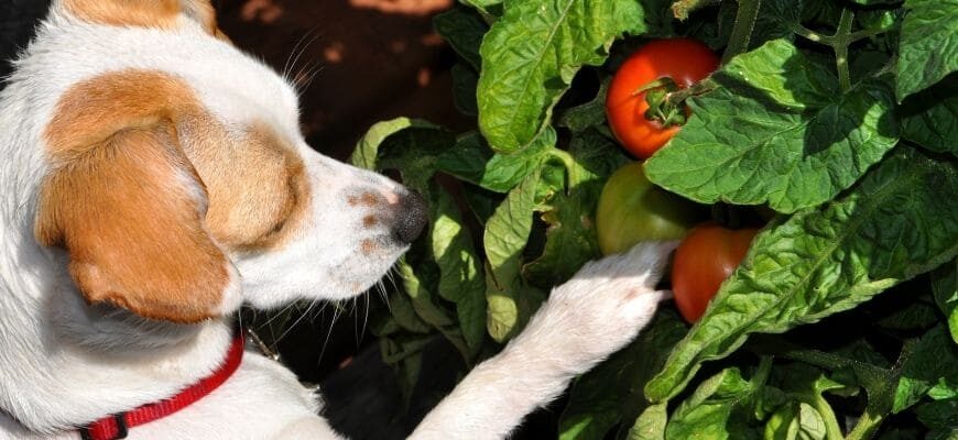 Можно ли собакам свежие помидоры?
