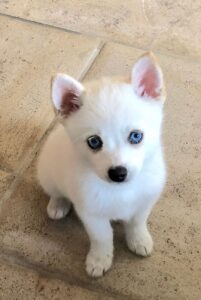 Белый щенок помски с голубыми глазами