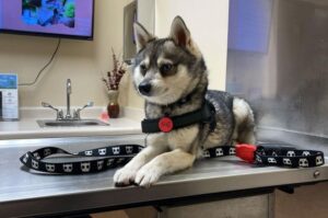 Как ухаживать за аляскинским кли-каем