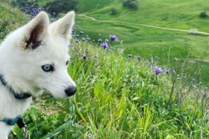Фото аляскинского кли-кай белого окраса