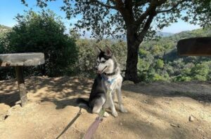 Мини-хаски или аляскинский кли-кай