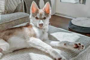 Аляскинский кли-кай серого окраса