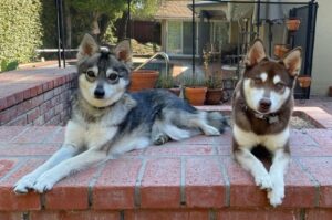 Две собачки породы аляскинский кли-кай