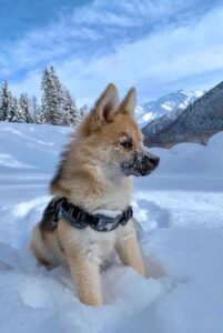 Аляскинский кли-кай: зимнее фото