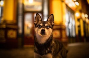 Непризнанная порода собак аляскинский кли-кай