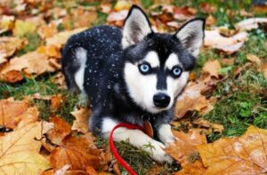 Аляскинский кли-кай в лесу