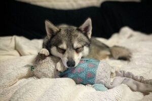 Фото аляскинского кли-кай