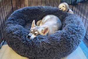 Спящий аляскинский кли-кай