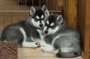Щенки породы аляскинский кли-кай