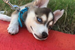 Миниатюрный хаски
