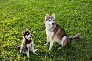 Две собаки породы аляскинский кли-кай