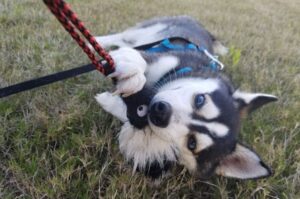 Мини-хаски играет на траве