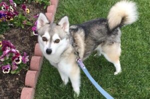 Мини-хаски: фото