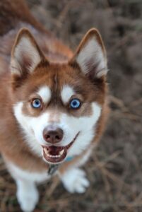 Портрет аляскинского кли-кая