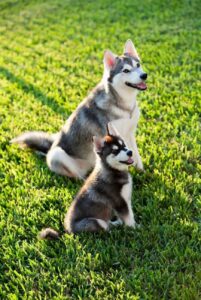 Собаки аляскинский кли-кай