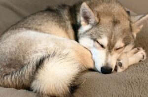 Спящий аляскинский кли-кай