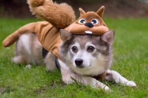 Фото аляскинского кли-кая