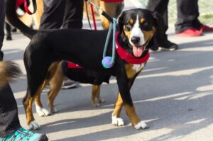 Энтлебухер зенненхунд: характеристика породы Энтлебухер зенненхунд: характеристика