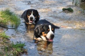 Два энтлебухера Две собаки породы энтлебухер