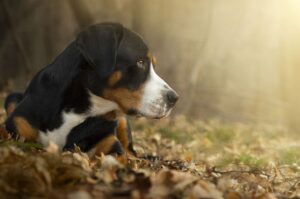 Порода энтлебухер Порода собак энтлебухер