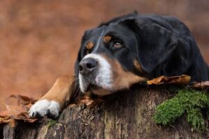 Порода энтлебухер зенненхунд Порода собак энтлебухер зенненхунд