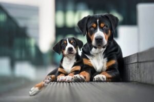 Собаки швейцарский энтлебухер Собаки энтлебухер