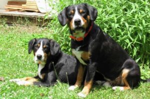 Собаки породы энтлебухер зенненхунд Две собаки породы энтлебухер зенненхунд