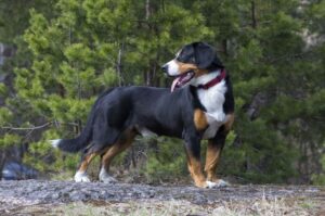 Энтлебухер зенненхунд: фото Фото энтлебухера зенненхунда