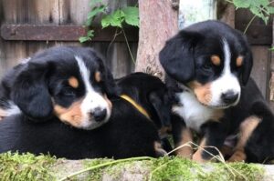 Щенята энтлебухера Щенки породы энтлебухер
