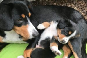 Энтлебухер со щенком Энтлебухер зенненхунд со щенком