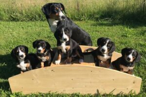 Щенки энтлебухера зенненхунда Щенки энтлебухера