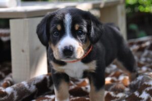 Щенок энтлебухер зенненхунд Энтлебухер зенненхунд щенок