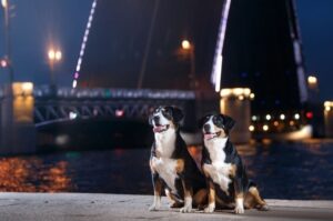 Две собаки энтлебухер зенненхунд Две собаки породы энтлебухер