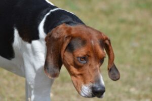 Порода энтлебухер зенненхунд Собака энтлебухер зенненхунд