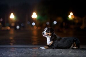 Красивый энтлебухер Энтлебухер зенненхунд со щенком