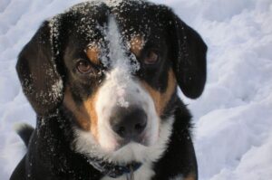 Энтлебухер зимой Энтлебухер: фото зимой